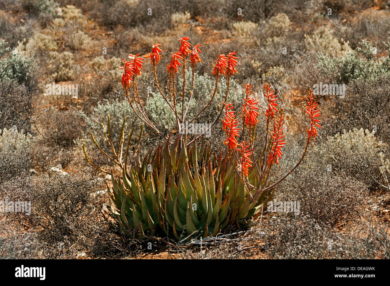 Aloe falcata or Vanrhynsdorp aloe, in its habitat, Knersvlakte, Vanrhynsdorp, South Africa Stock Photo