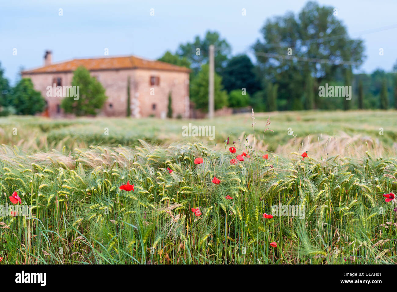 Crops and Poppies on Tuscan countryside Stock Photo - Alamy