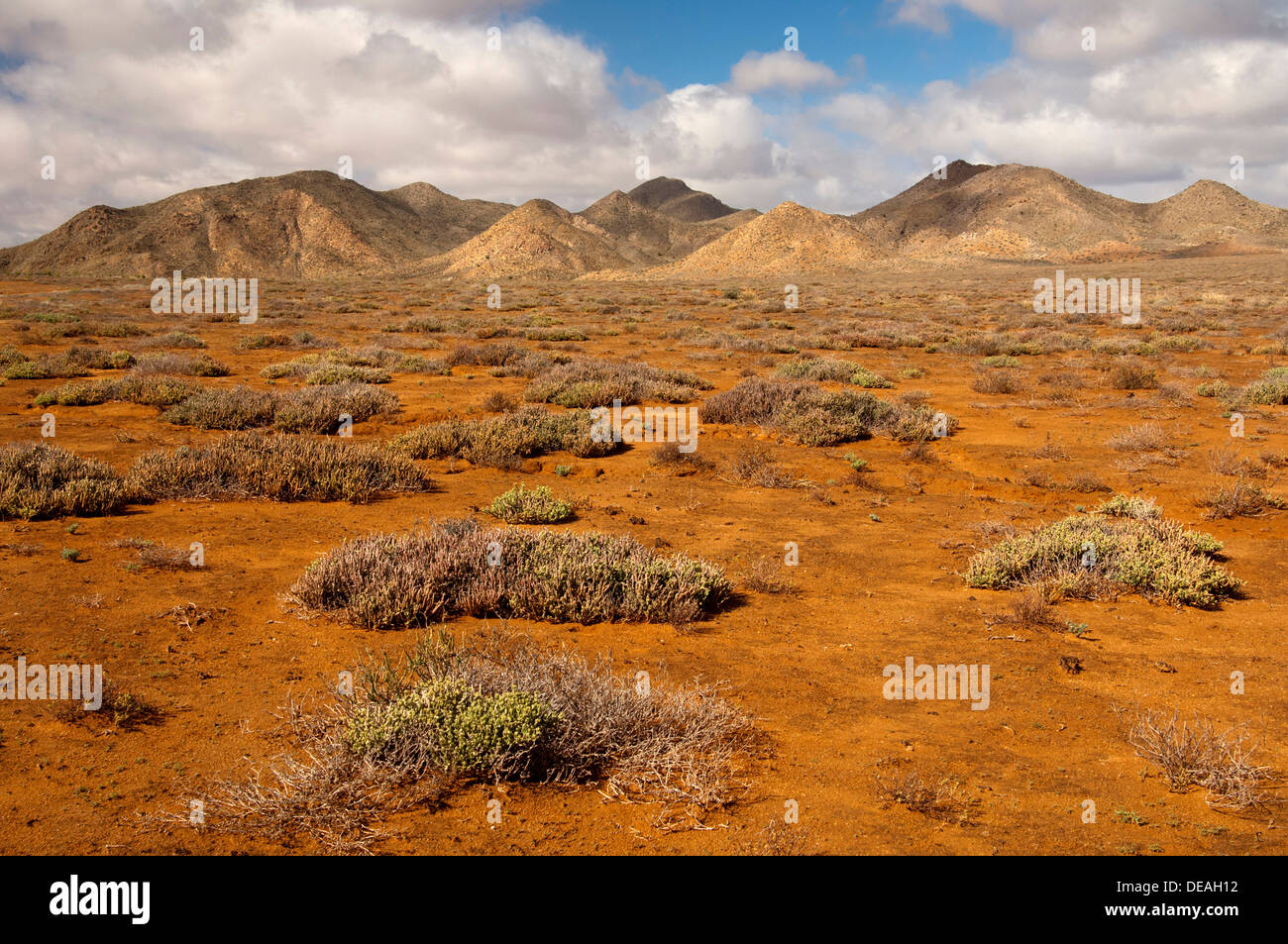 Succulent vegetation on rust-red laterite soil in a winter rainfall desert ecosystem, Richtersveld Nationalpark, Northern Cape Stock Photo