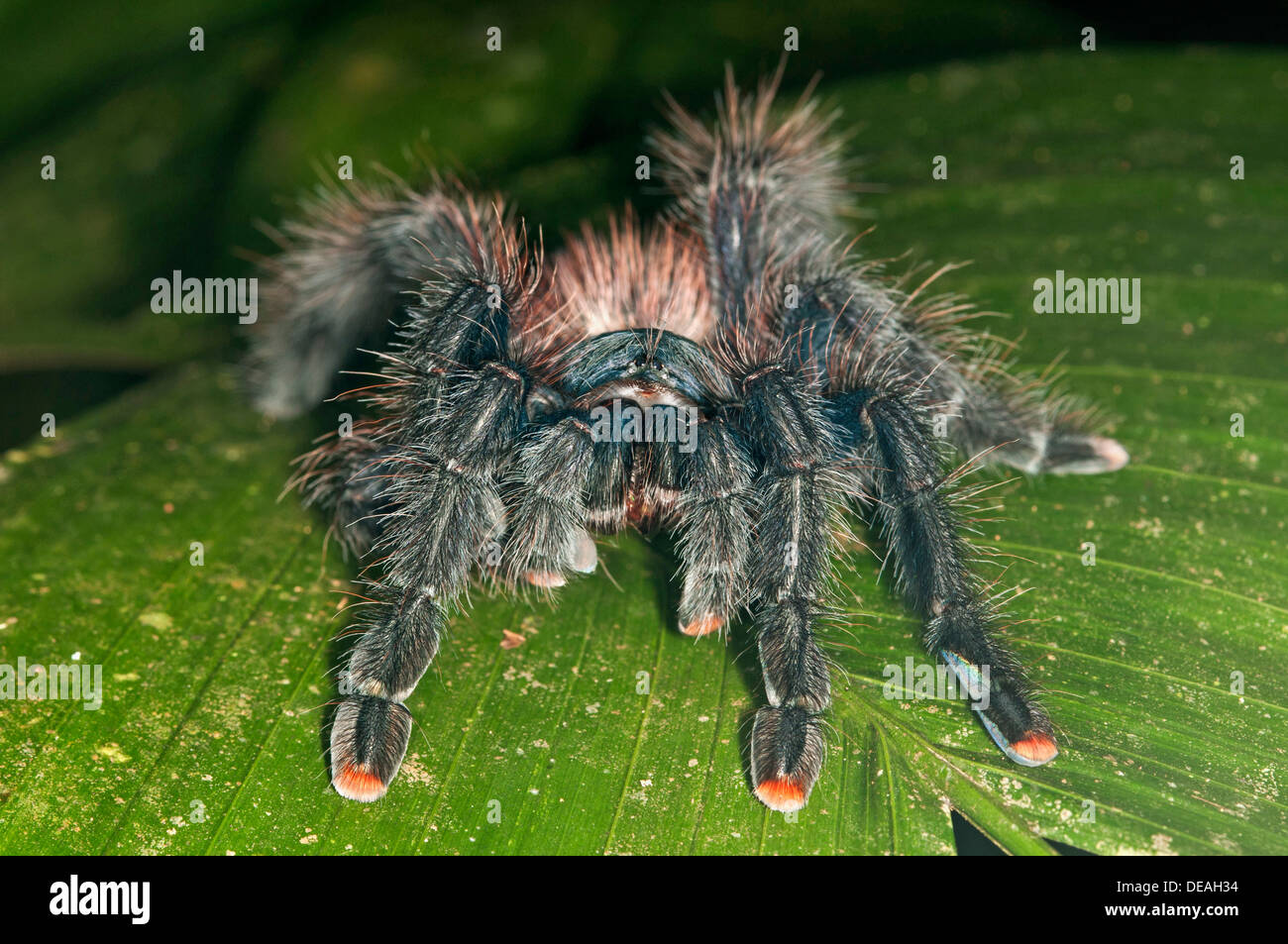 Pinktoe Tarantula (Avicularia avicularia), Tambopata Nature Reserve, Madre de Dios Region, Peru