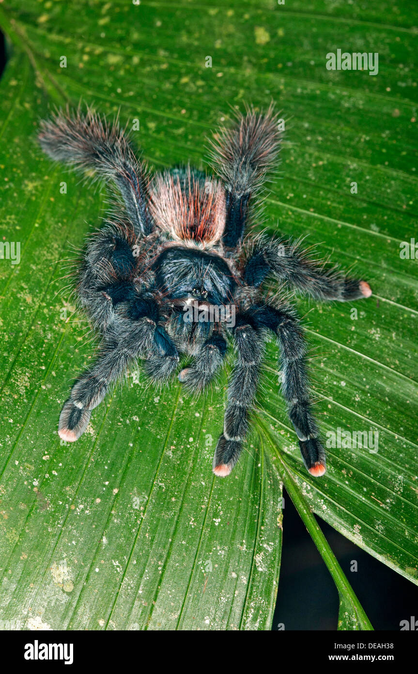 Pinktoe Tarantula (Avicularia avicularia), Tambopata Nature Reserve, Madre de Dios Region, Peru