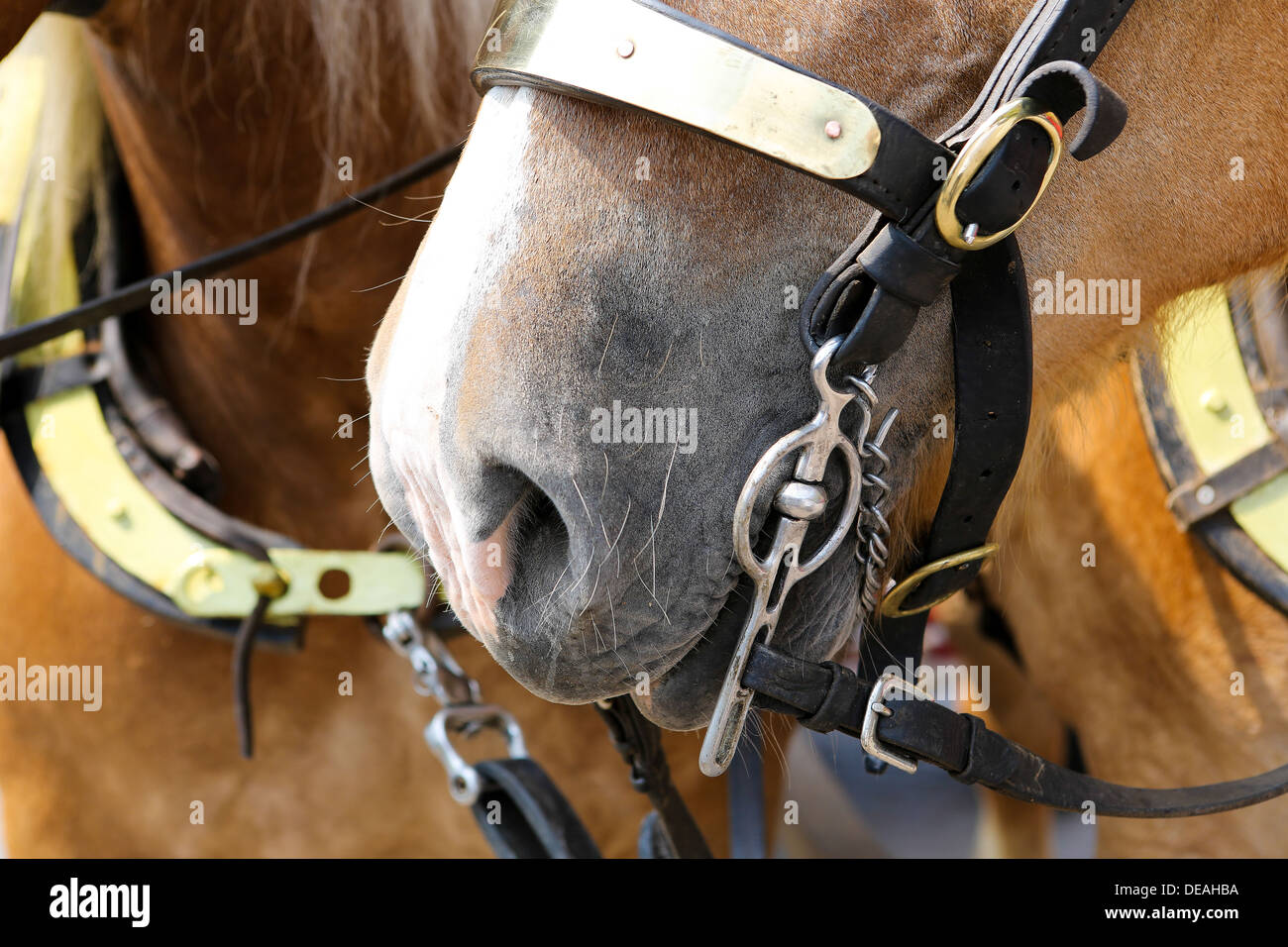 Closeup of a draft horse's mouth with the bridle bit Stock Photo