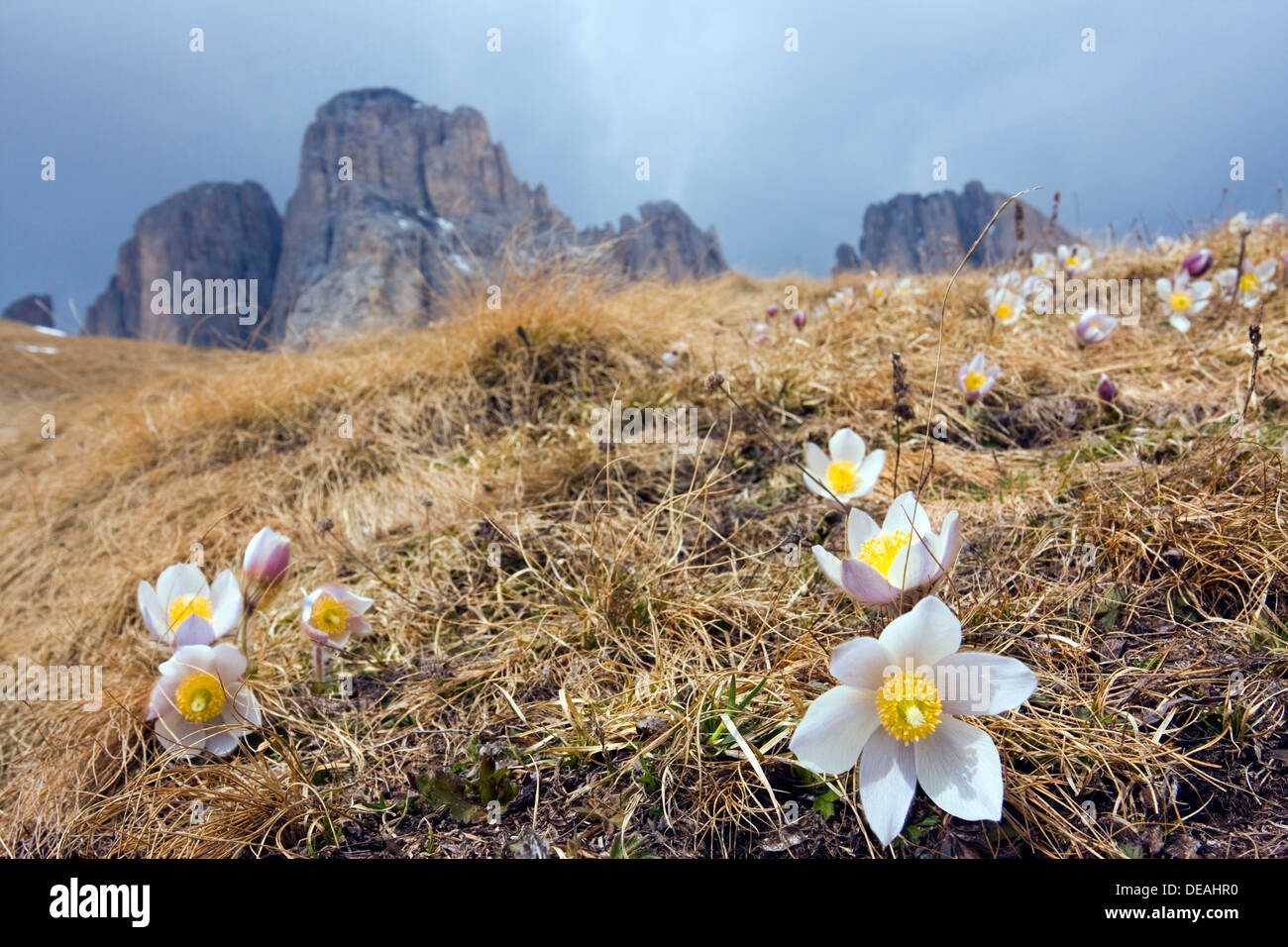 Spring Pasque flowers (Pulsatilla vernalis, Anemone vernalis) on the Pian dai Manc below Zahnkofel peak, Dolomites, Italy Stock Photo