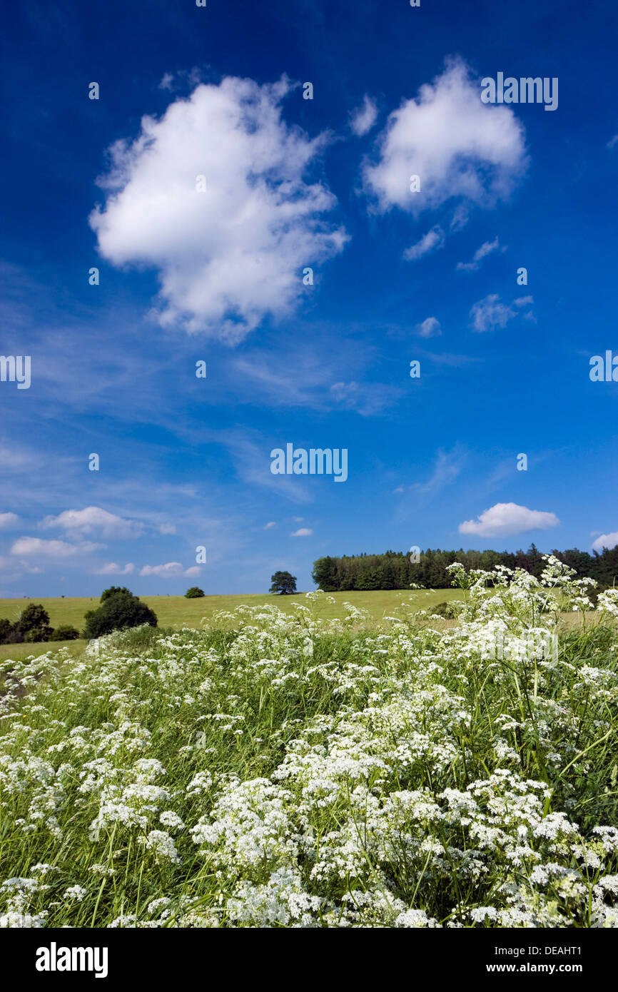 Landscape, Certoryje, National Nature Reserve, Hodonin district, Southern Moravia region, Czech Republic, Europe Stock Photo