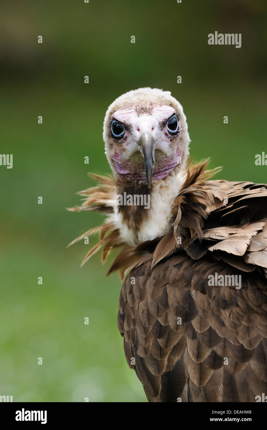 Portrait of Hooded Vulture, Necrosyrtes monachus. Adult. Stock Photo