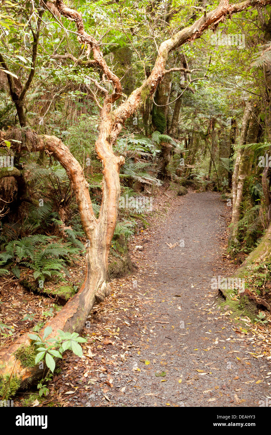 Track to Matai Falls near Papatowai, South Island, New Zealand Stock Photo