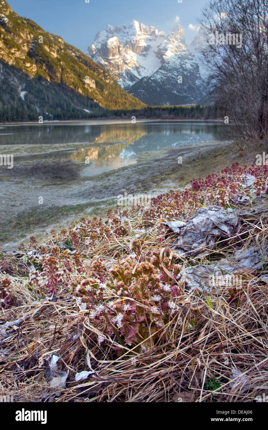 Butterbur, Pestilence Wort (Petasites hybridus, Tussilago hybrida) near Lago di Landro or Duerrensee lake, Dolomites, Italy Stock Photo