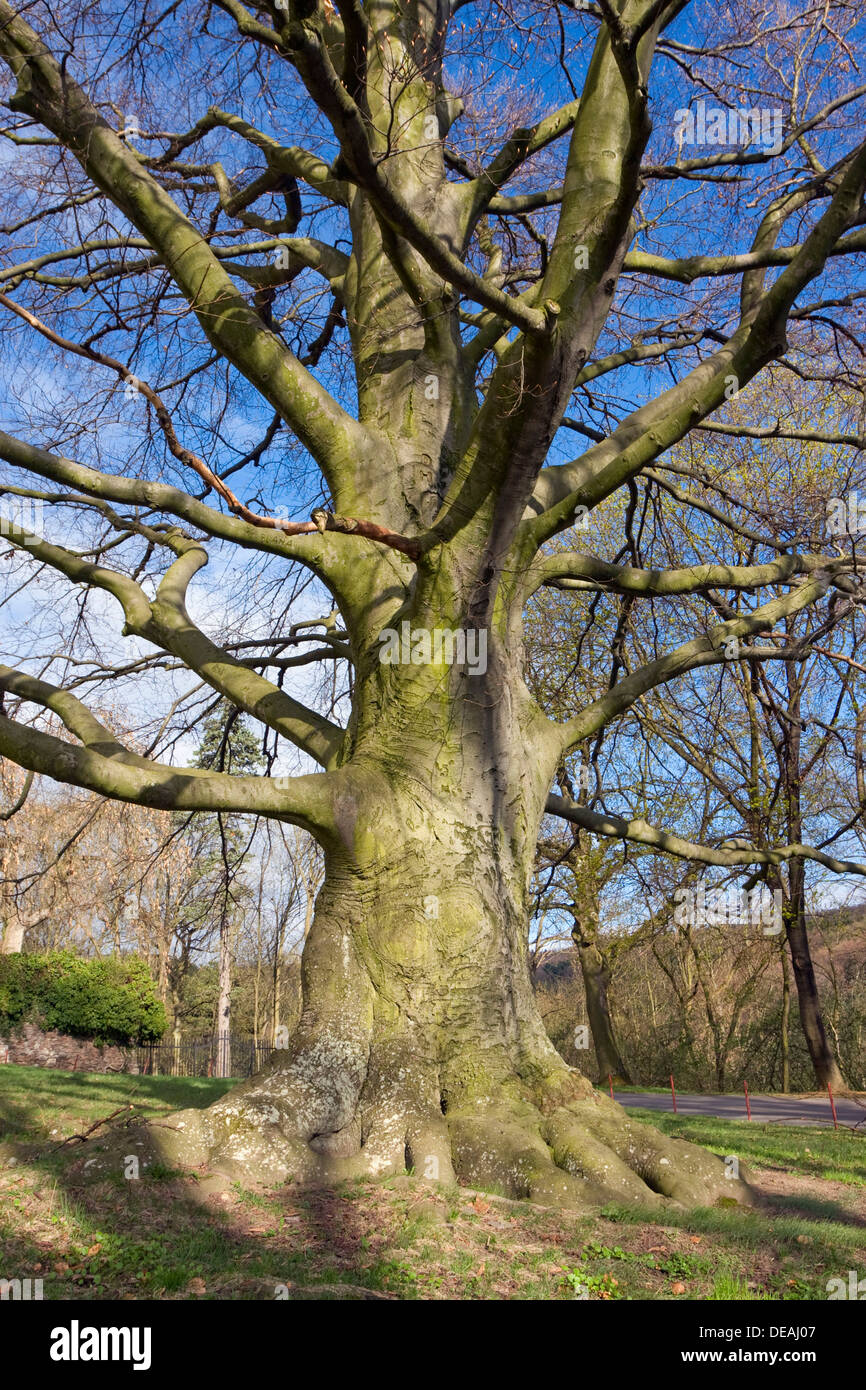 Purple European beech (Fagus sylvatica var. Atropurpurea), memorial tree in Lomnice, Southern Moravia, Czech Republic, Europe Stock Photo