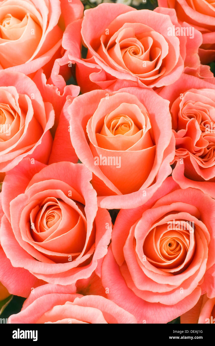 Bunches of pink roses hi-res stock photography and images - Alamy
