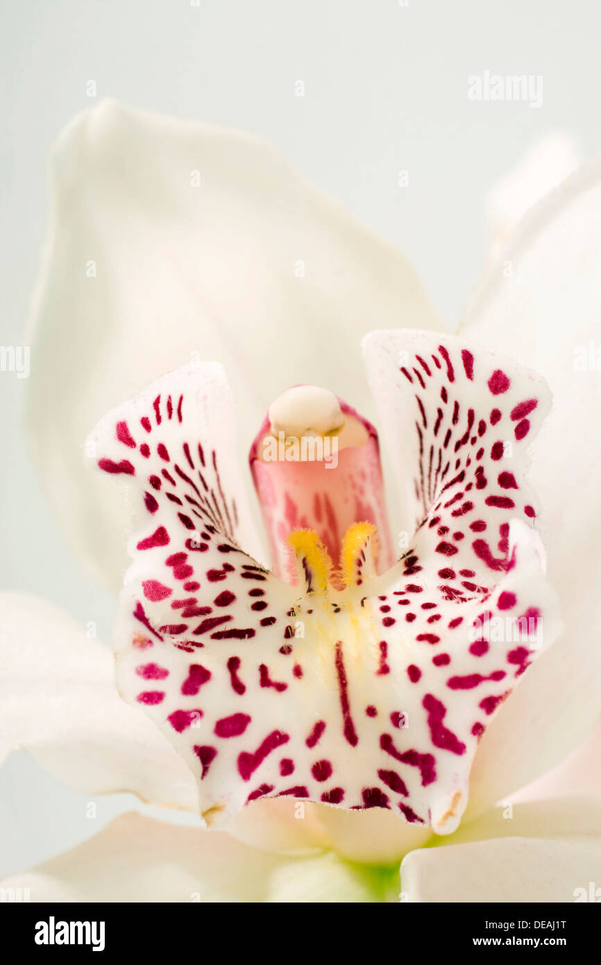 Orchid (Orchideae) Stock Photo
