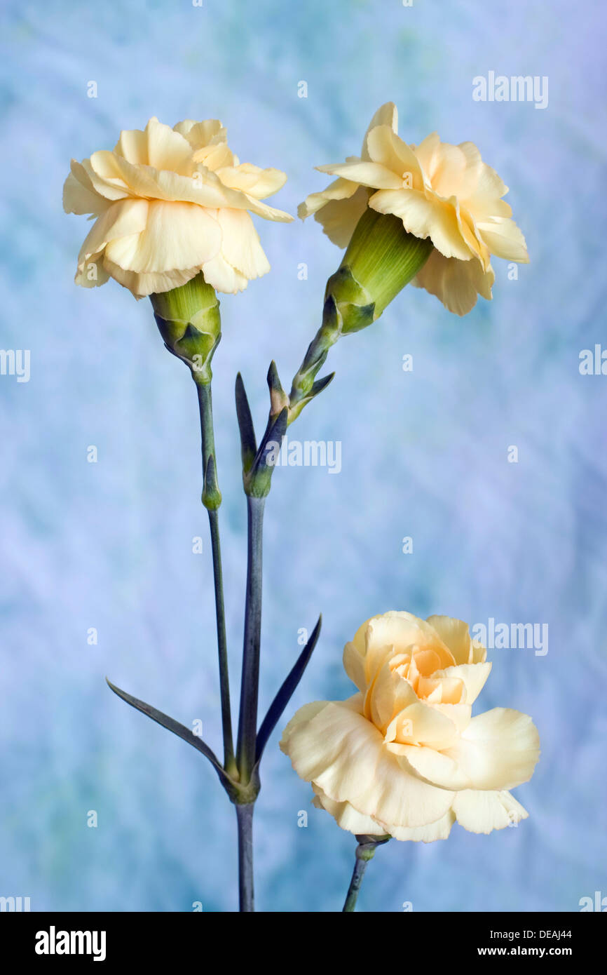 Carnation (Dianthus caryophyllus) Stock Photo