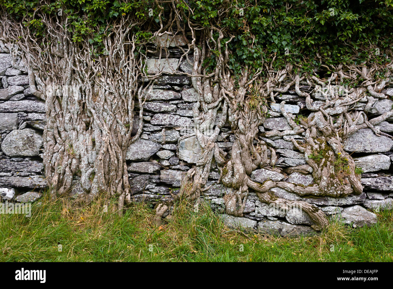 Old brick wall overgrown with ivy roots on Ballycarbery Castle, Ring of Kerry, Cahersiveen, County Kerry, Ireland Stock Photo