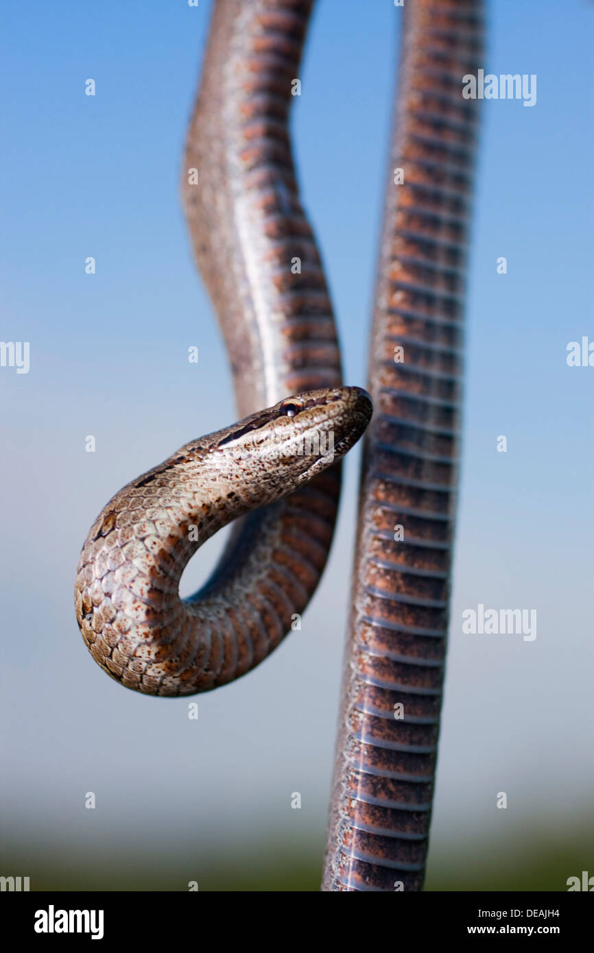 Smooth snake (Coronella austriaca) Stock Photo