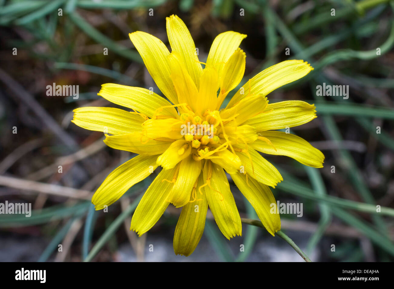 Austrian Viper's Grass (Scorzonera austriaca) Stock Photo