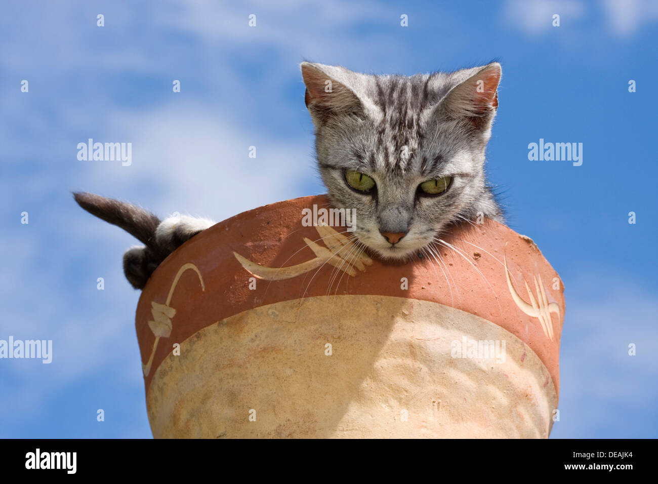 Cat in flowerpot Stock Photo Alamy