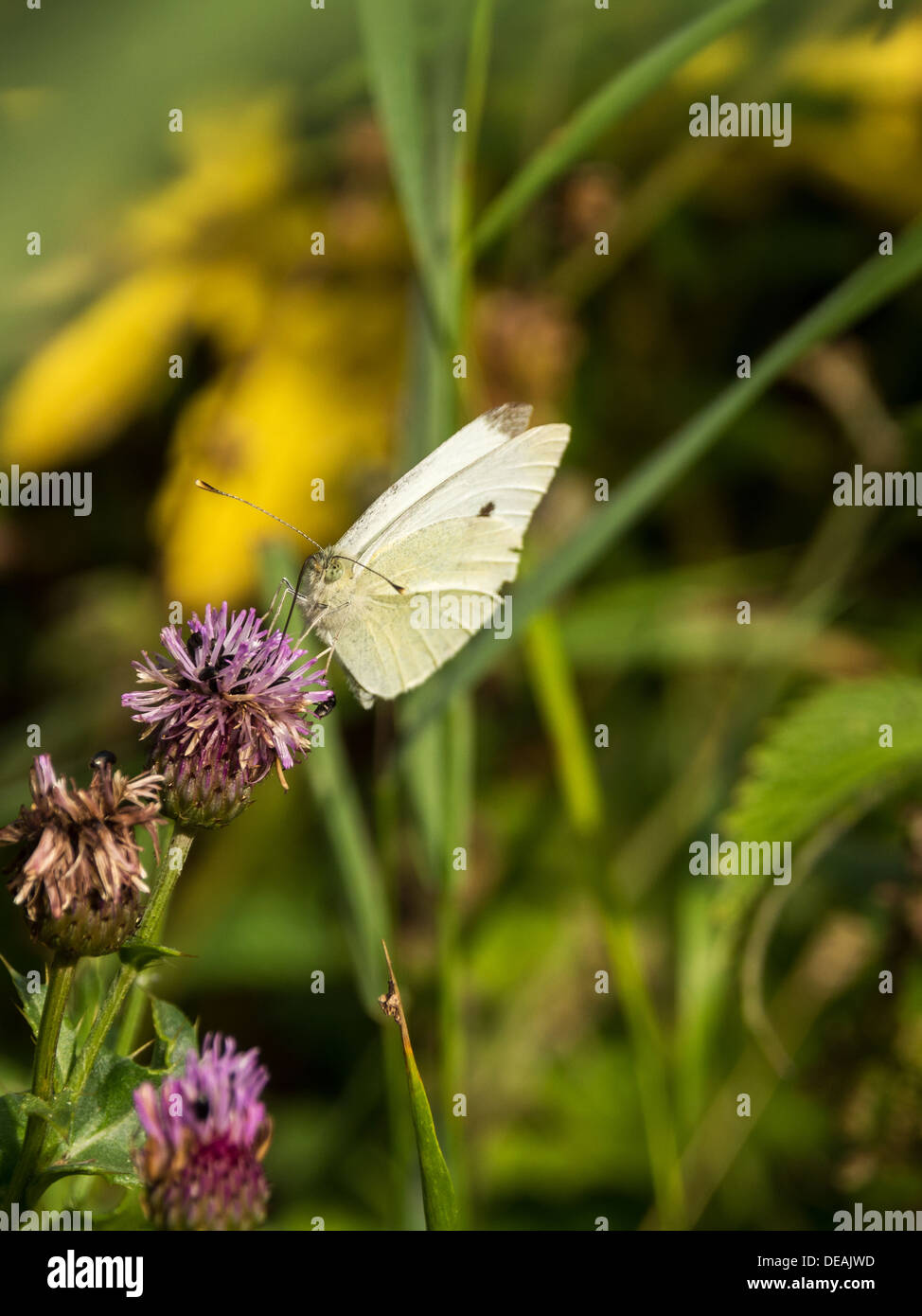 Cabbage White Butterfly Eating Stock Photo Alamy