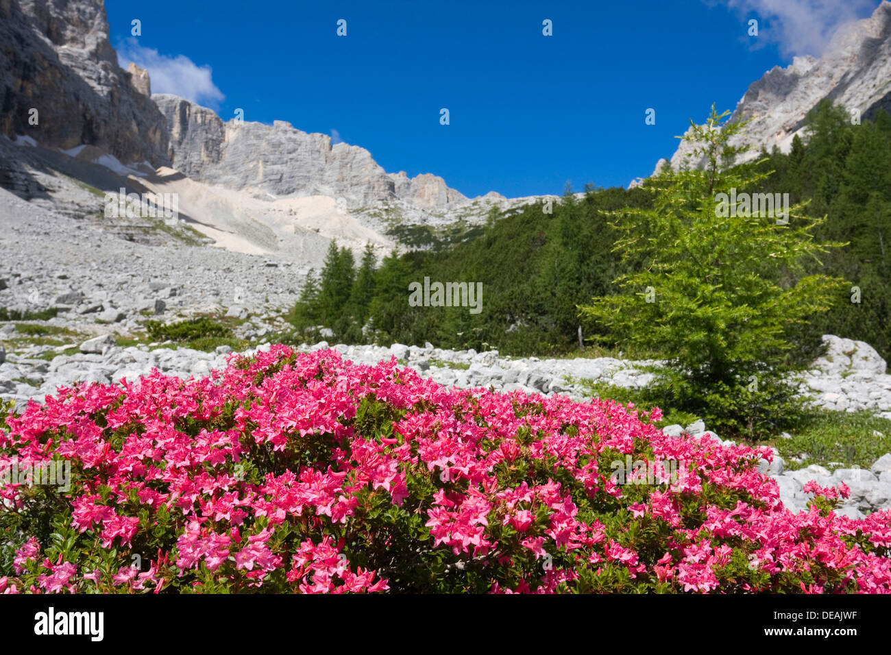 Rhododendrons, Garland Rhododendron, Hairy Alpine-rose, Alpen Rose, Alpine Rose, Alpenrose, Snow-rose (Rhododendron hirsutum) Stock Photo