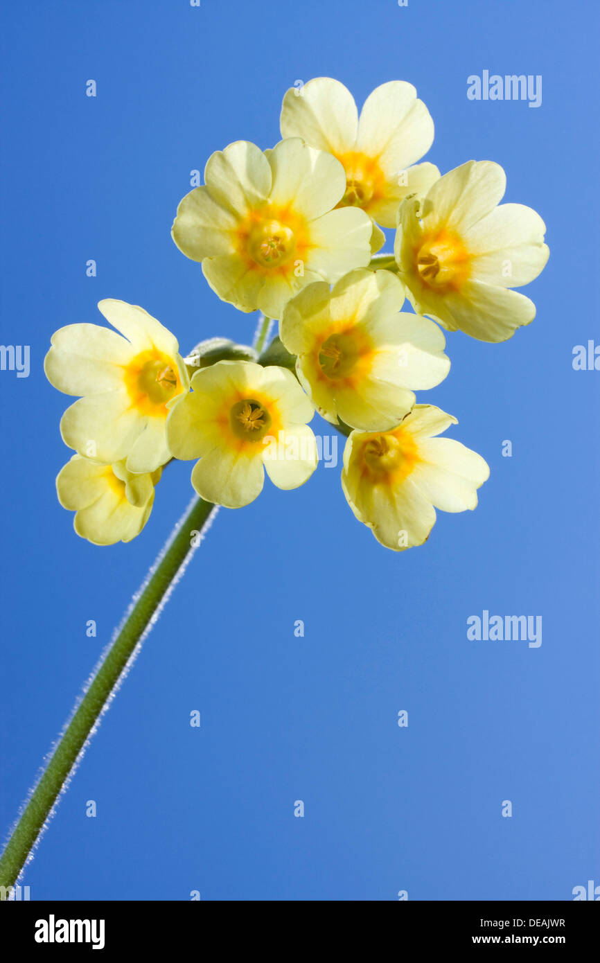 Oxlip, Tall Cowslip, True oxlip, Paigle (Primula elatior) Stock Photo