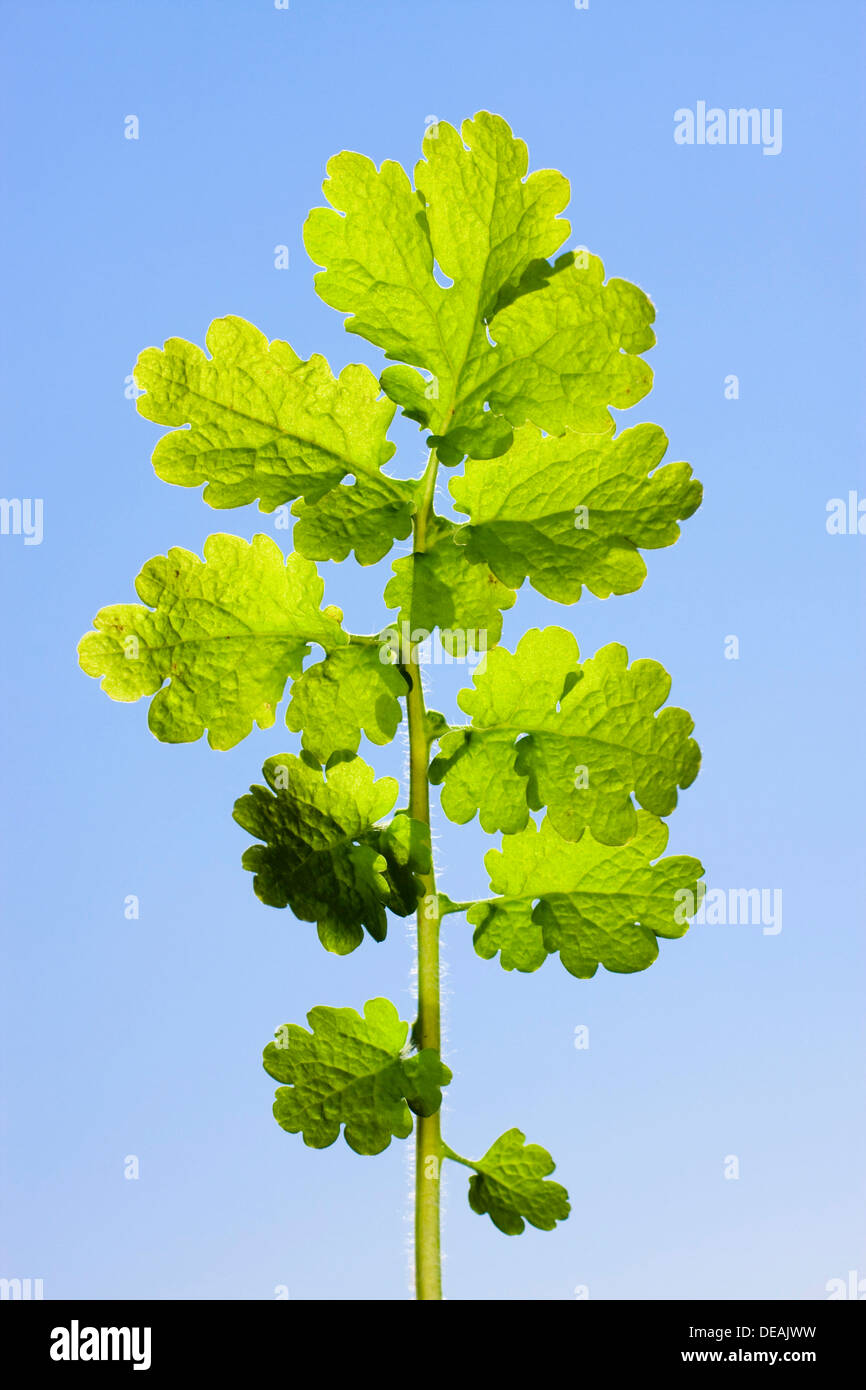 Leaf of Greater Celandine, Celandine, Rock-poppy, Great Celandine, Greater Celadine, Nipplewort, Swallowwort, Celandine Poppy Stock Photo