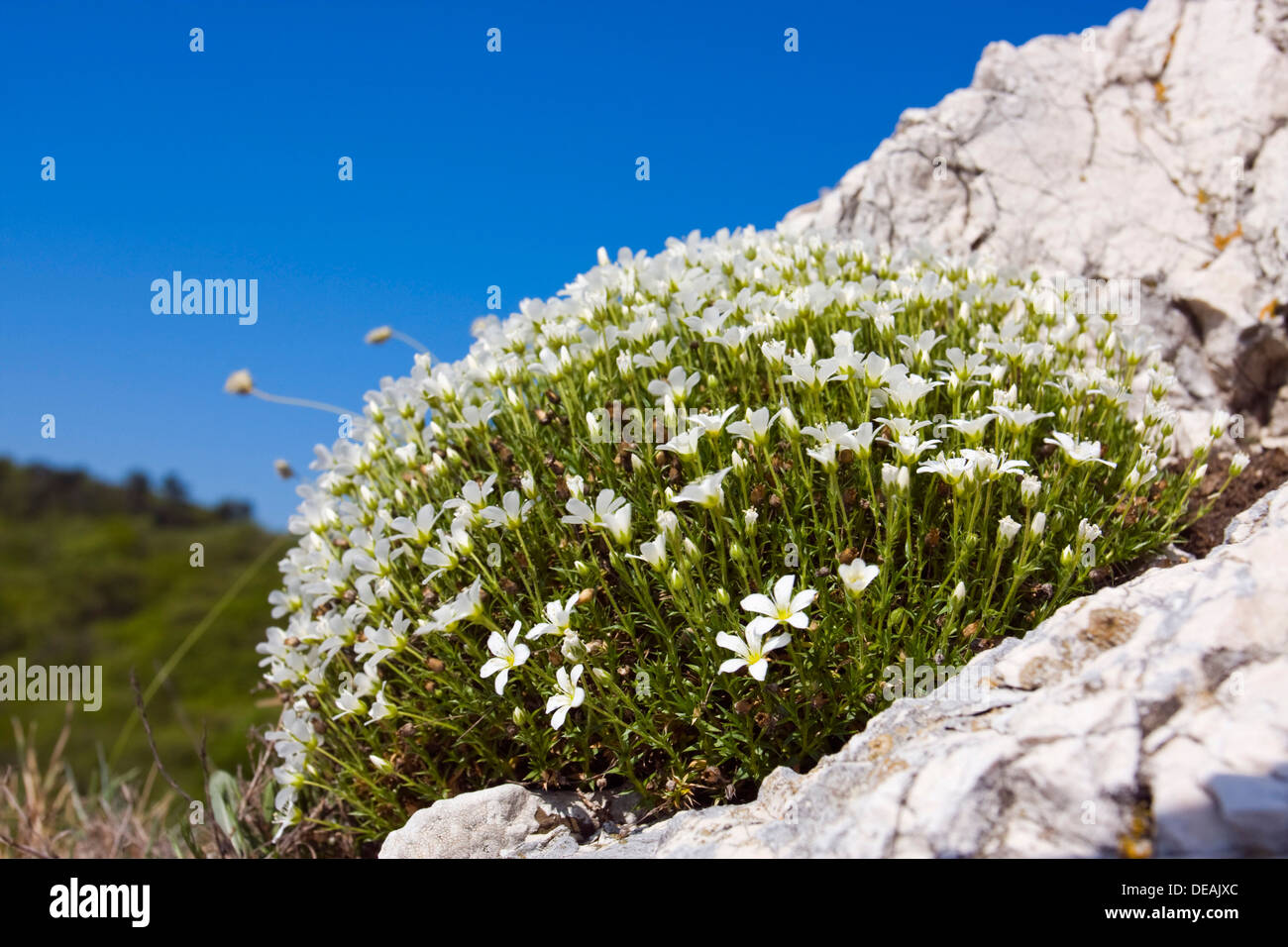 Large Flowered Sandwort (Arenaria grandiflora, Alsine grandiflora, Arenaria capillacea, Arenaria abietina, Arenaria grandiflora Stock Photo