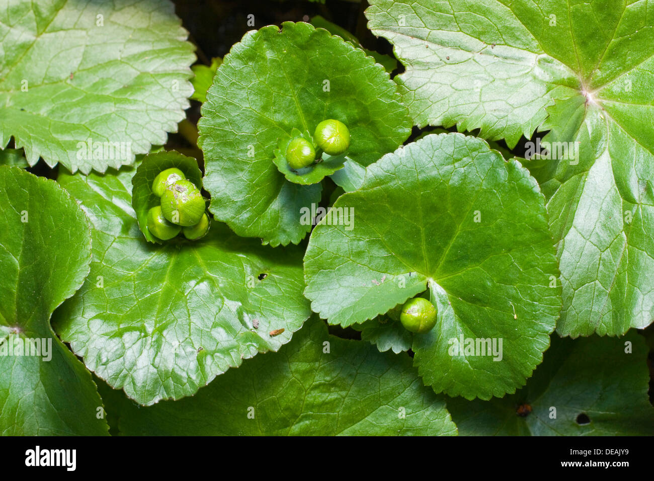Marsh-marigold, Marsh Marigold, Yellow Marsh Marigold, King's cup, King-cup (Caltha palustris) Stock Photo