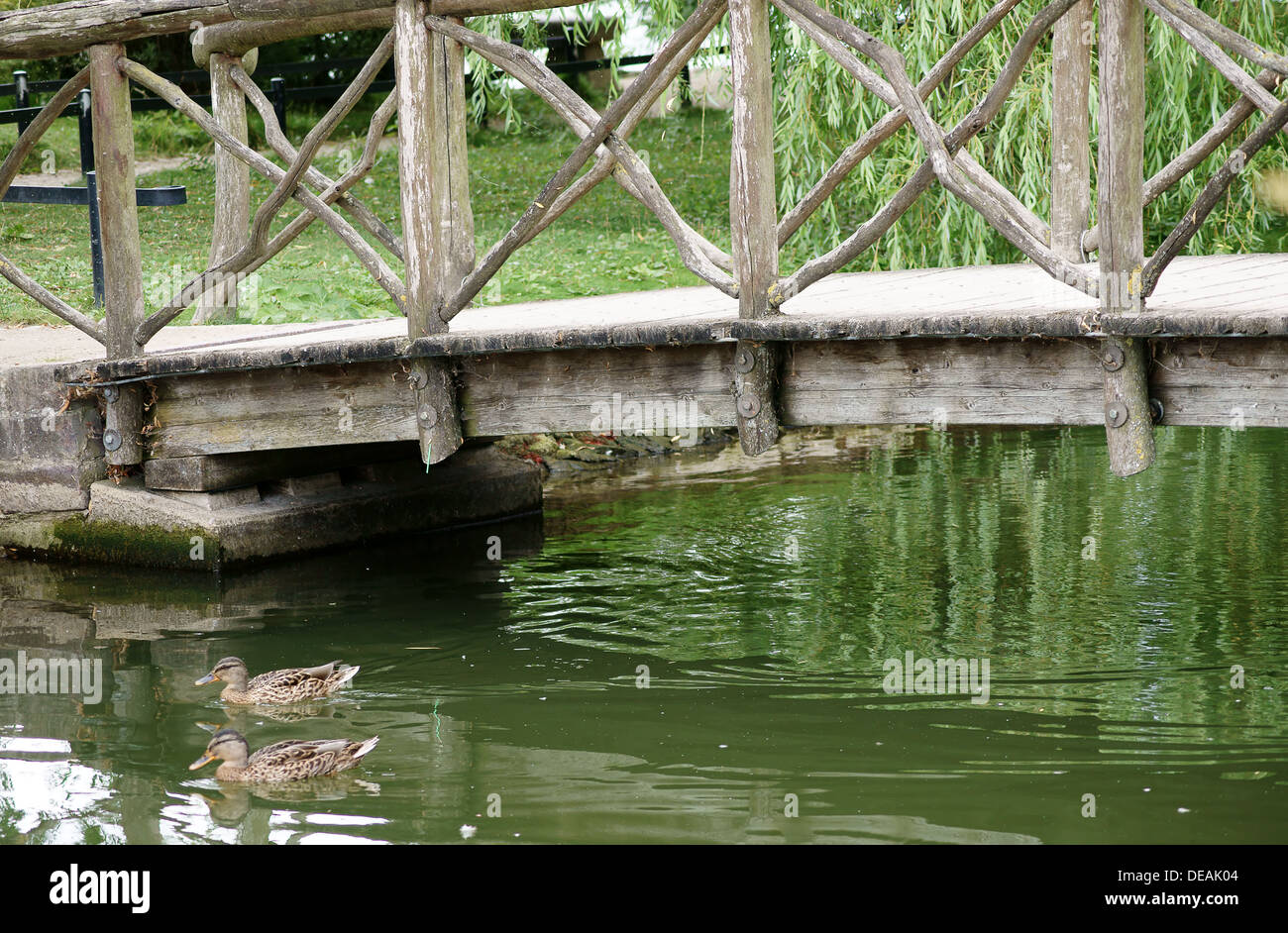 Duck under the wooden bridge Stock Photo