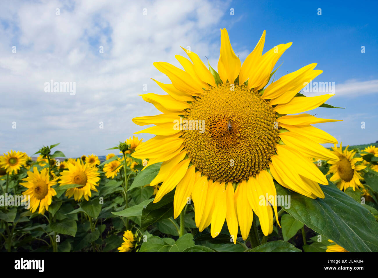 Sunflowers (Helianthus anuus) Stock Photo