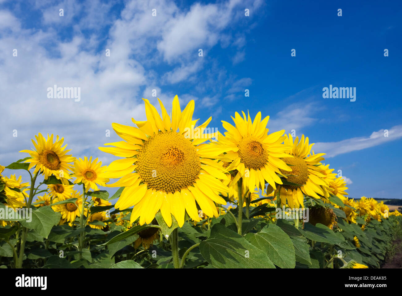 Sunflowers (Helianthus anuus) Stock Photo