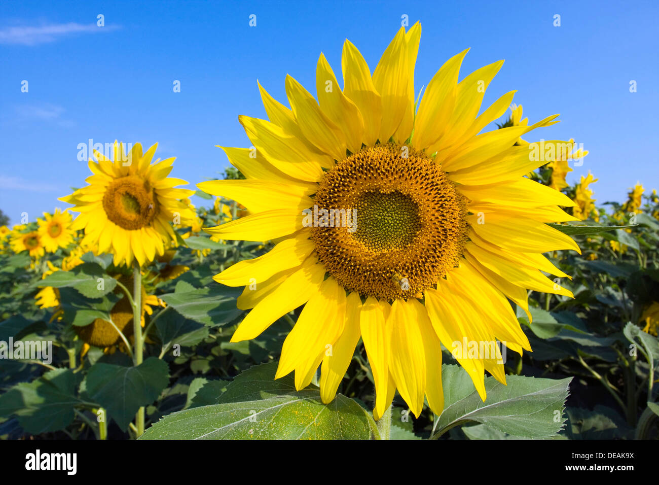 Sunflowers (Helianthus annuus) Stock Photo