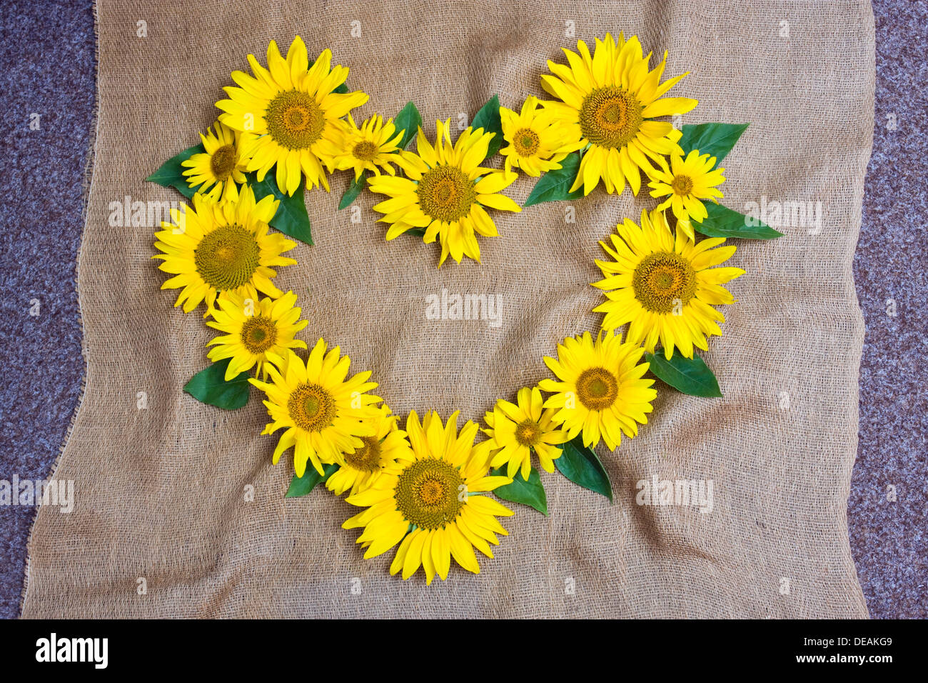 Heart made of sunflowers Stock Photo