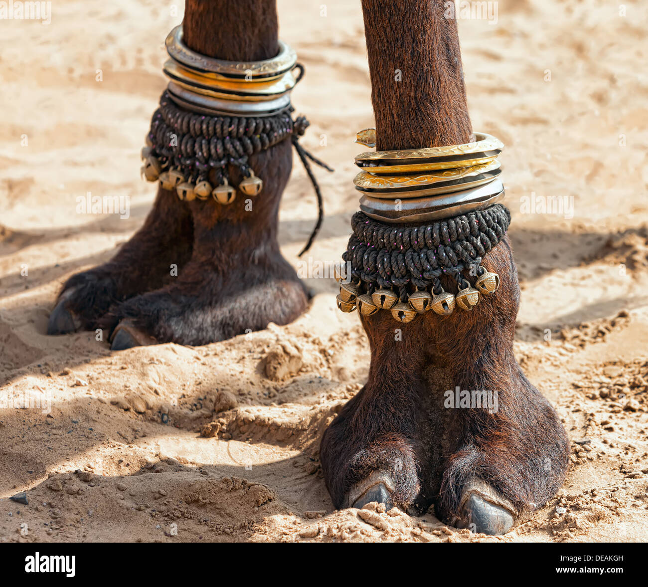 Camel foot hires stock photography and images Alamy