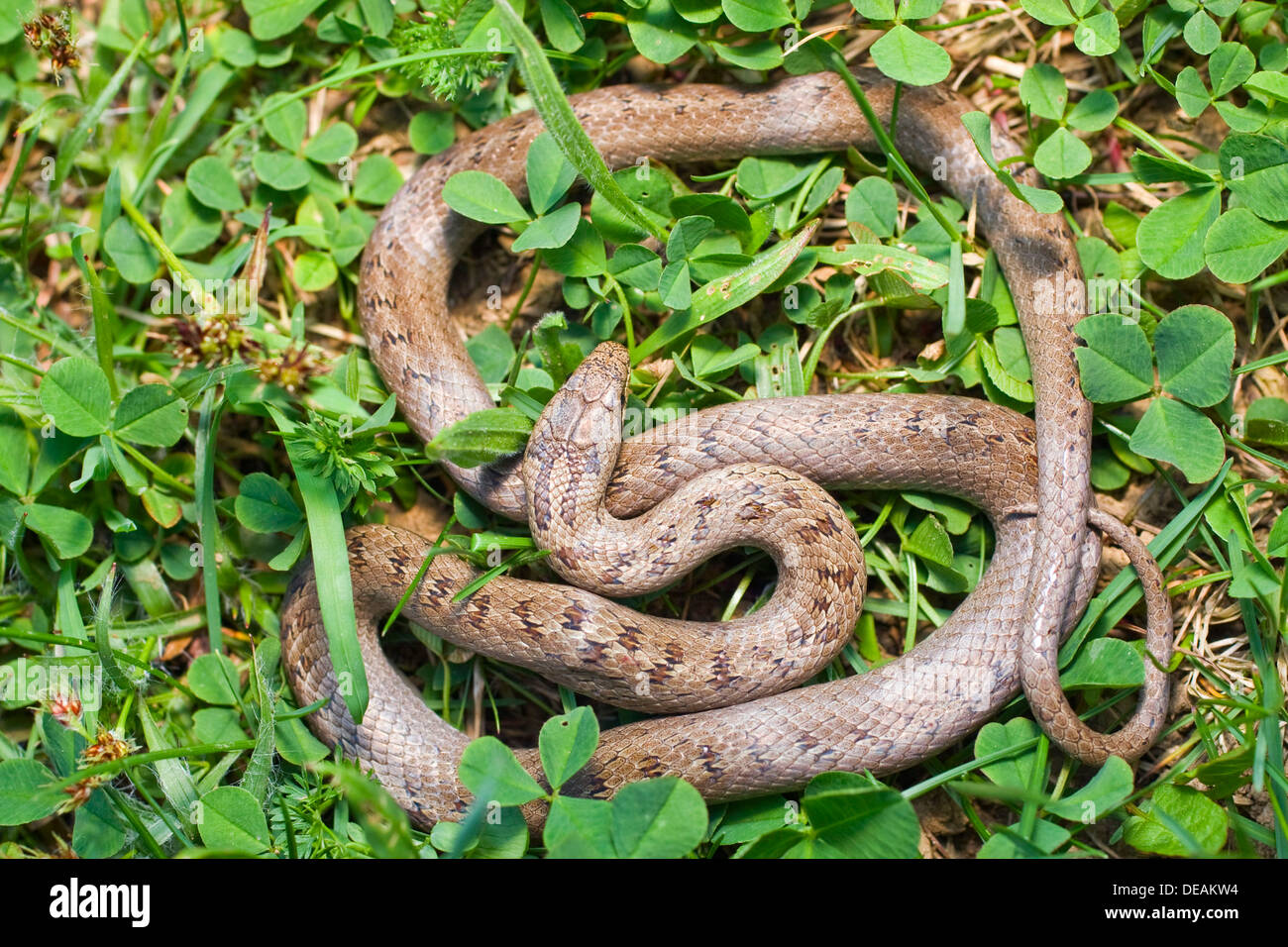 Smooth snake (Coronella austriaca, Oligodon semicinctus, Simotes semicinctus) Stock Photo