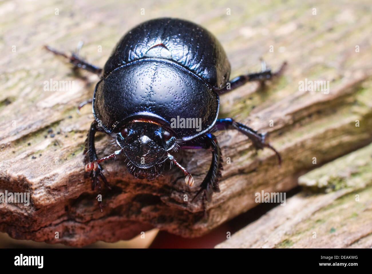 Dor beetle (Anoplotrupes stercorosus, Geotrupes amoethysticus, Geotrupes erythropterus, Geotrupes fauconneti Stock Photo