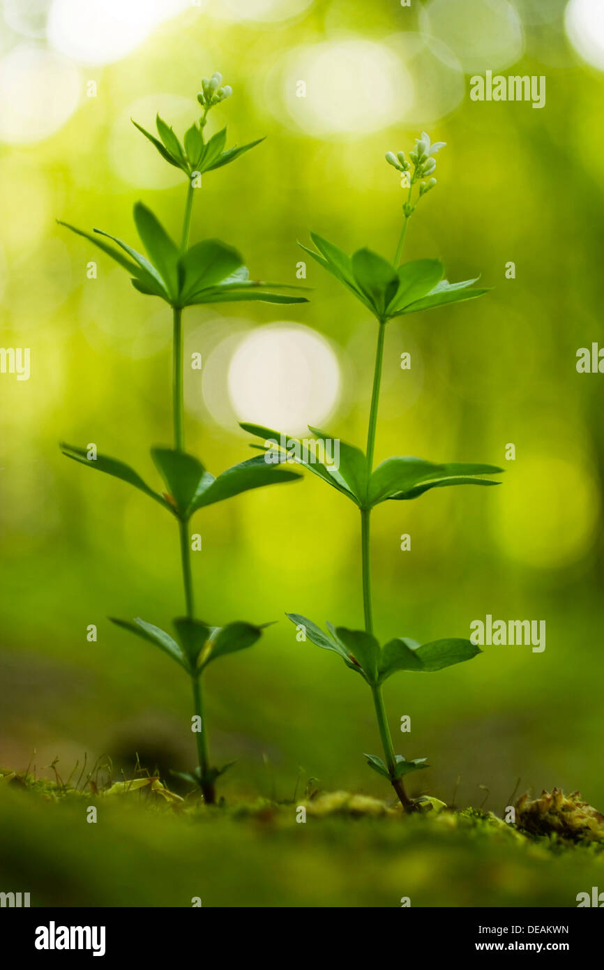 Sweet Woodruff, White-flowered Woodruff, Hay plant, Our Ladys Lace, Star grass, Sweet grass, Sweet Bedstraw, Sweet Woodruff Stock Photo