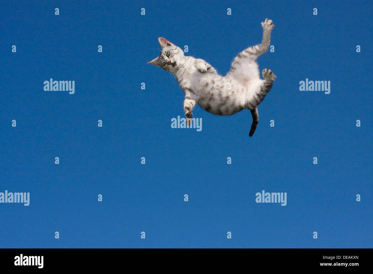 Flying cat Stock Photo