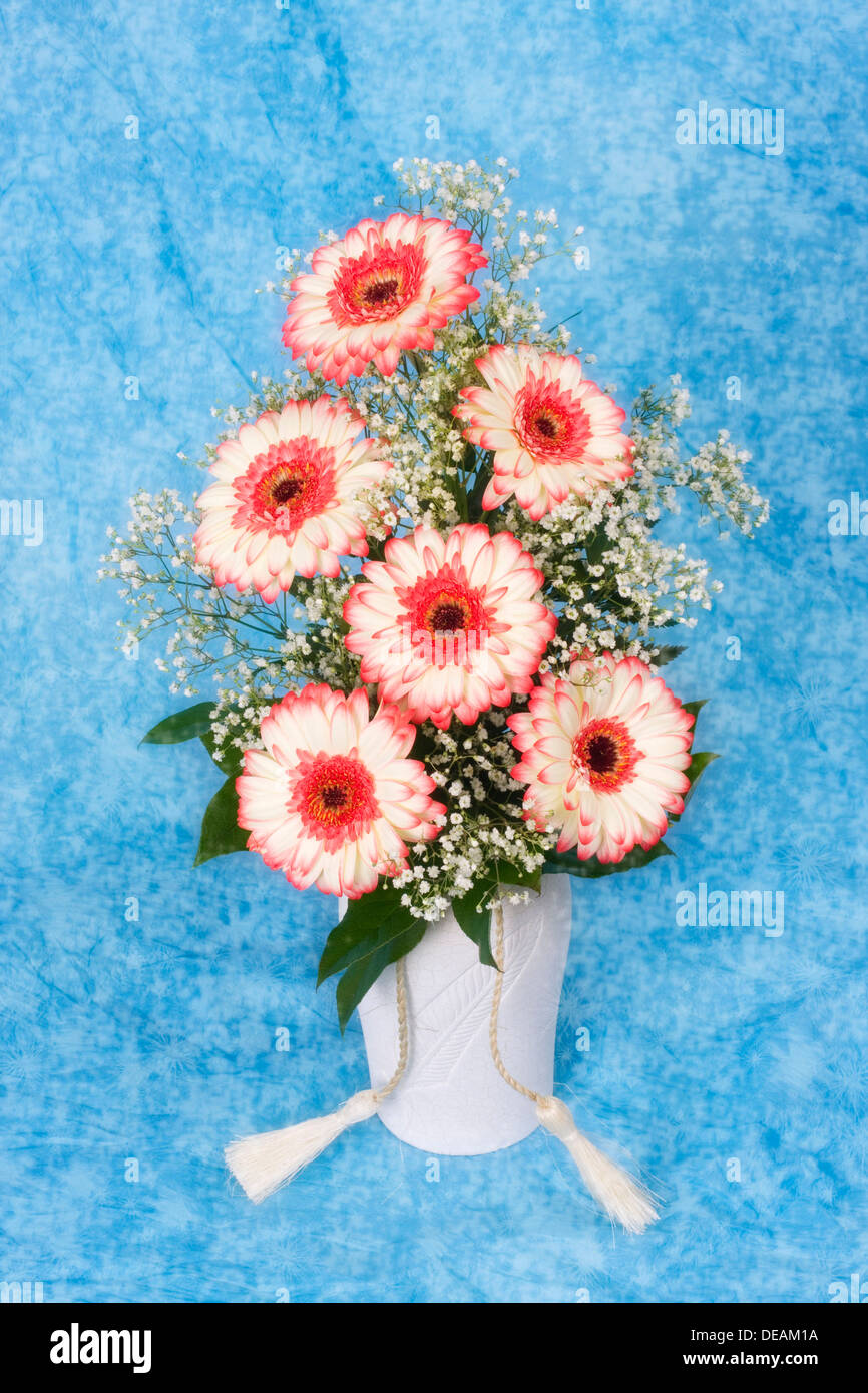 Photos of gerbera daisies hires stock photography and images Alamy