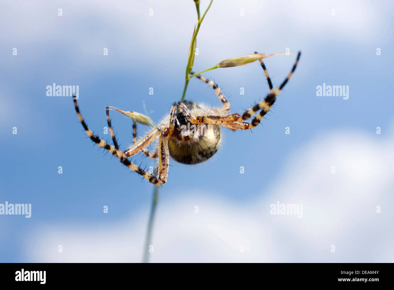 Oak spider (Aculepeira ceropegia) Stock Photo