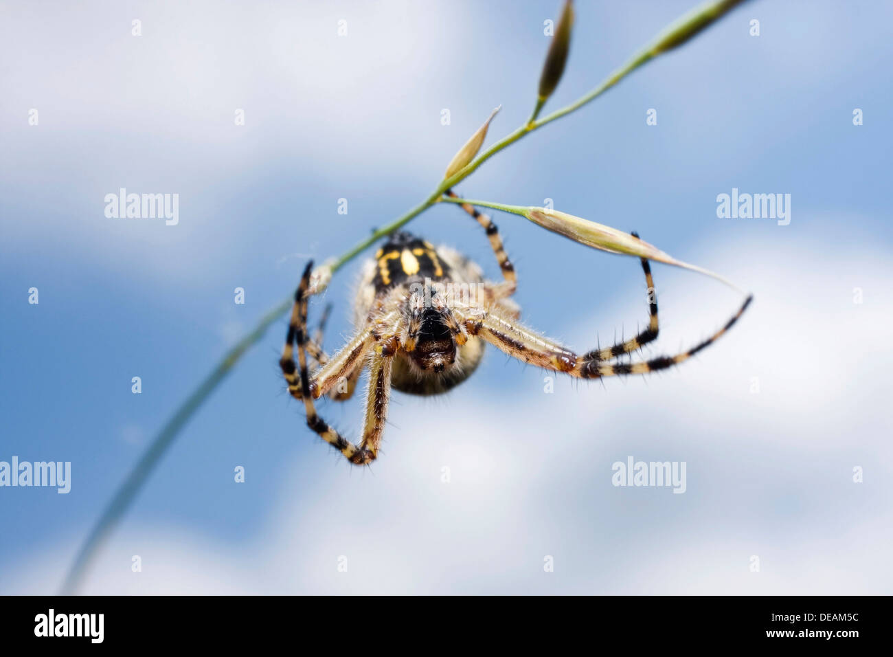 Oak spider (Aculepeira ceropegia) Stock Photo