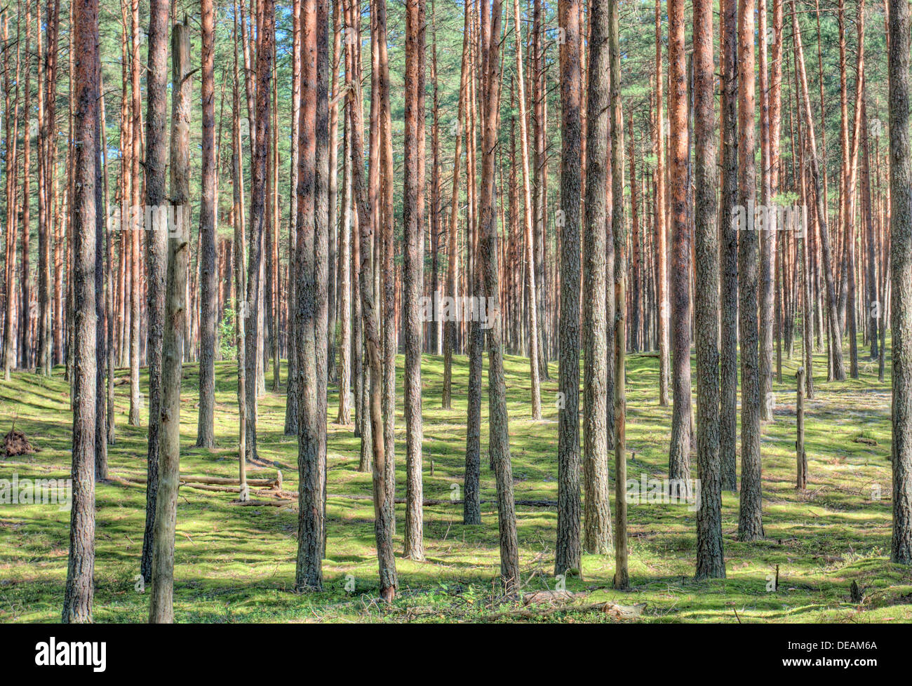 Forest in Cepkeliu National Nature Reserve, Lithuania, Europe Stock Photo