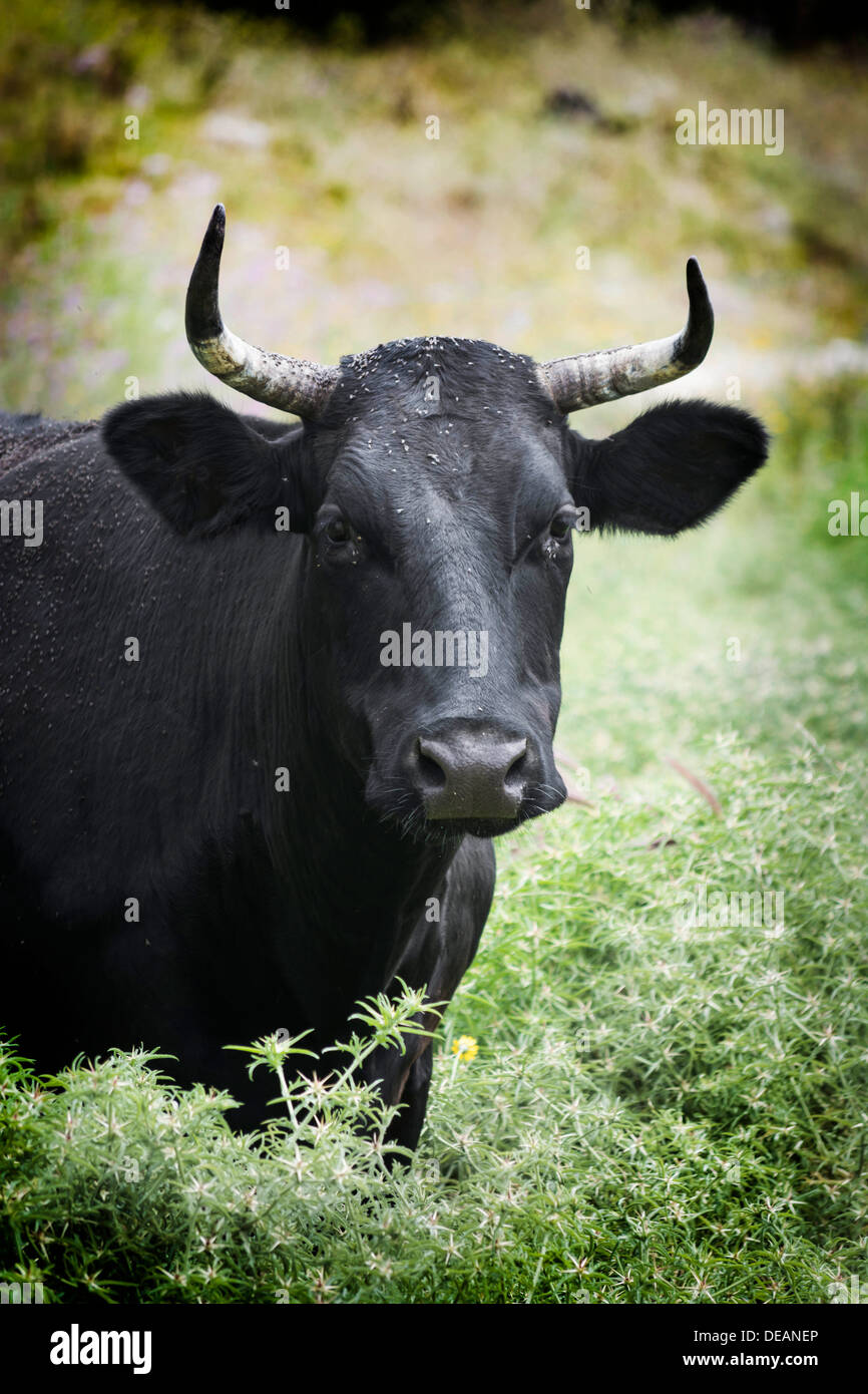 A Spanish fighting bull takes time out to gaze at passers by Stock Photo