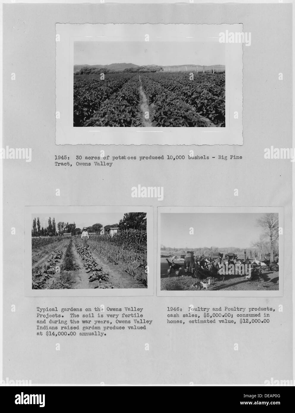 Photographs with text of agriculture of Native Americans in Owens Valley, California. The photographs are part of a 296235 Stock Photo
