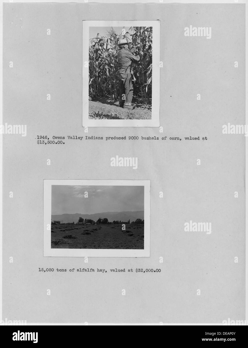 Photographs with text of agriculture of Native Americans in Owens Valley, California. The photographs are part of a 296236 Stock Photo