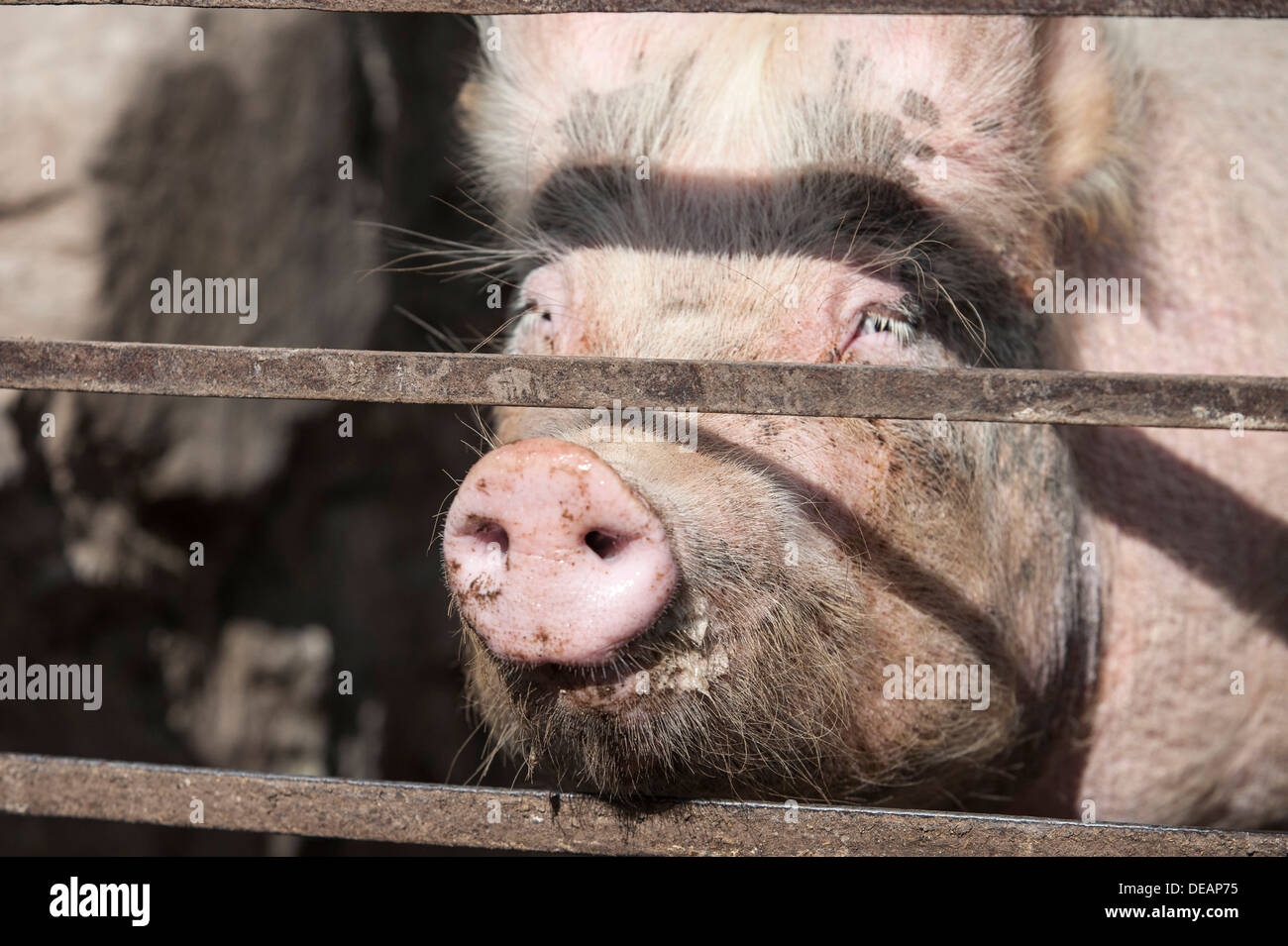 Snout of a domestic pig through a grate, Ireland, Europe Stock Photo
