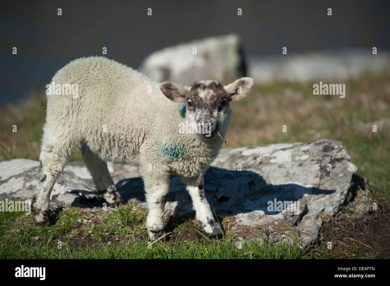 Lamb, standing, County Cork, Republic Ireland, Europe Stock Photo Alamy