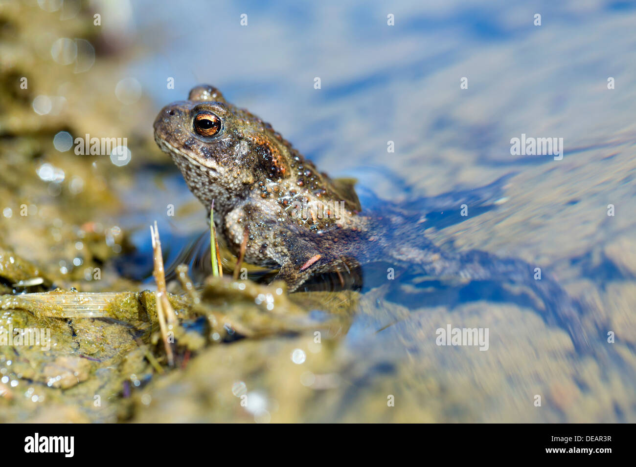 Common Toad; Bufo bufo; in Water; UK Stock Photo