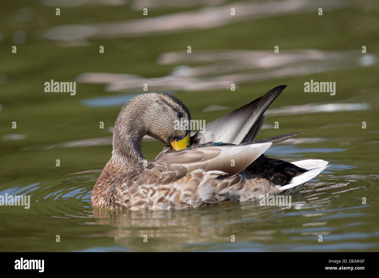 Mallard; Anas platyrhynchos; Drake; Eclipse Plumage; Preening; UK Stock Photo