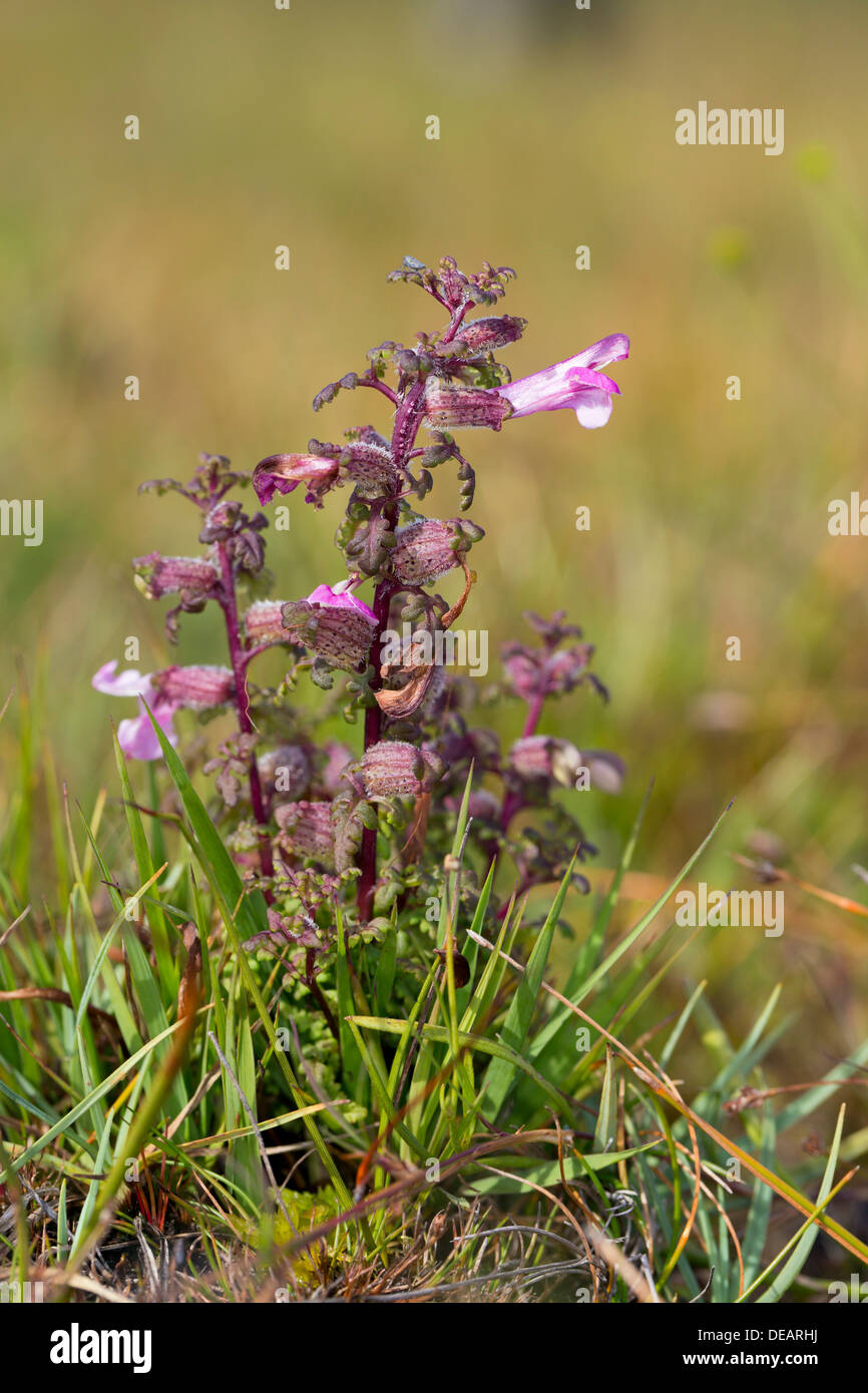 Marsh Lousewort; Pedicularis palustris; Flower; UK Stock Photo
