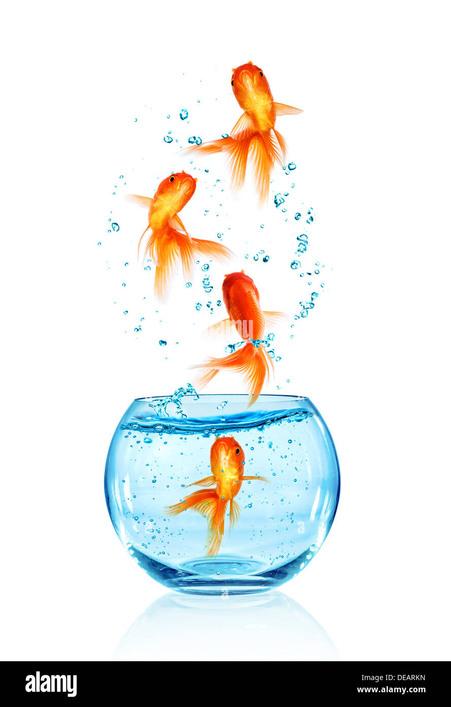Goldfish jumping out of the aquarium isolated on white background. Search of freedom. Stock Photo