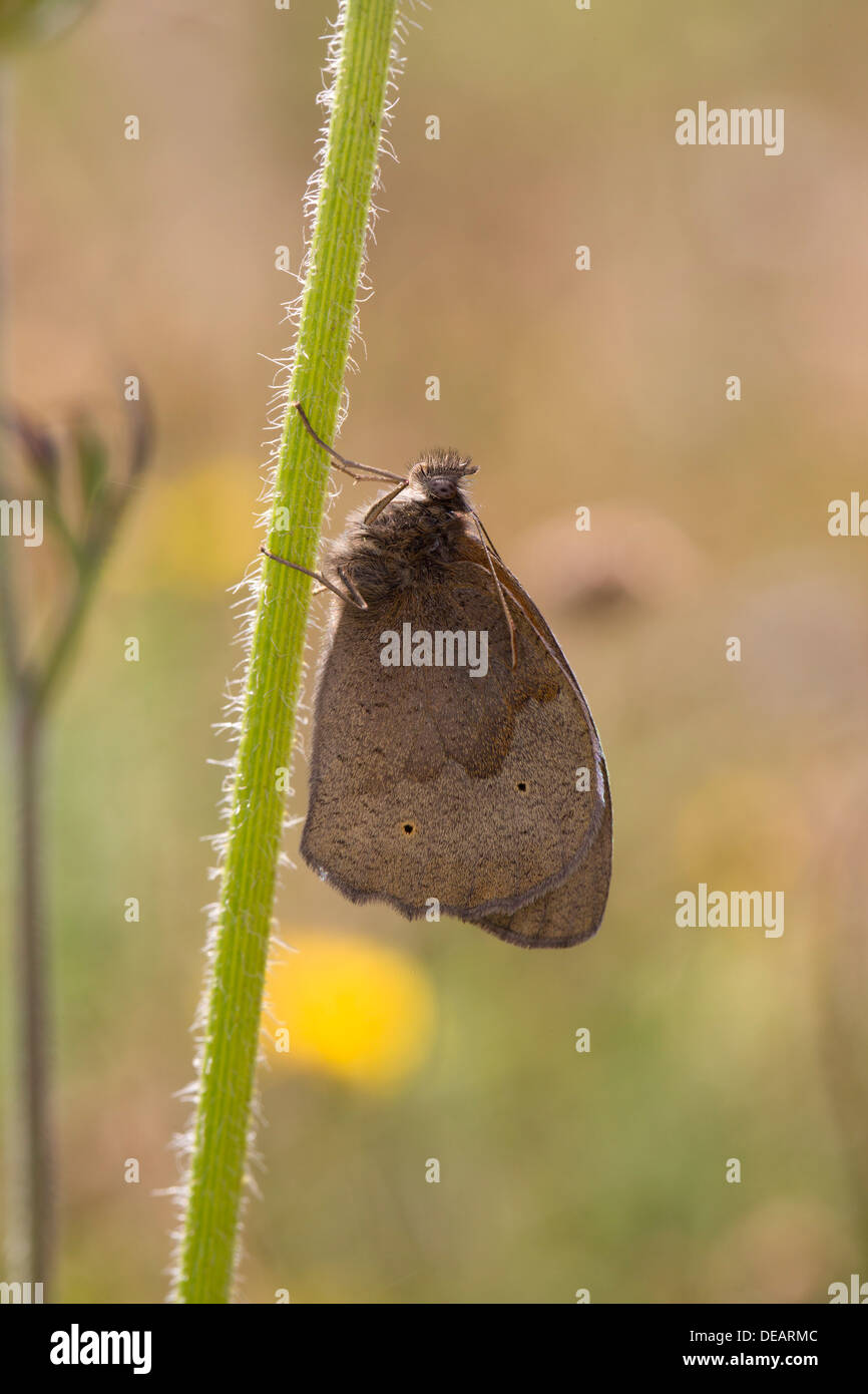 Meadow Brown Butterfly; Maniola jurtina; UK Stock Photo