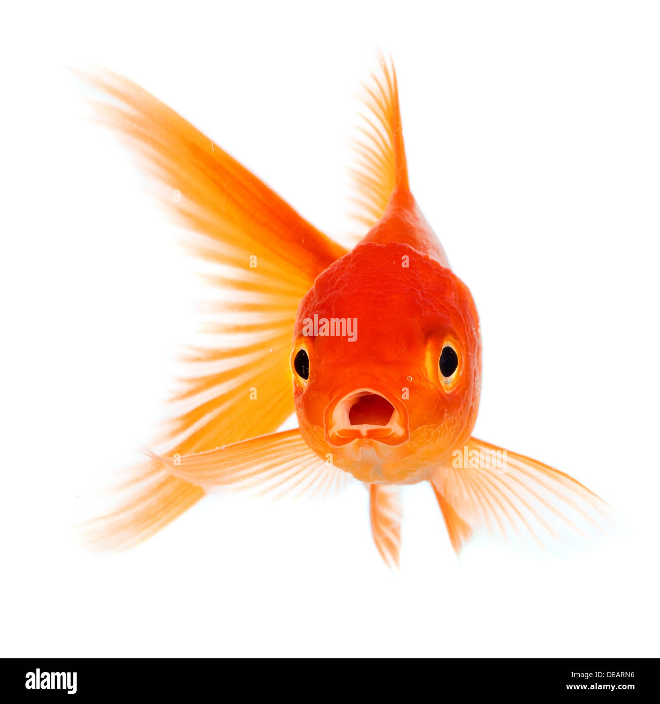 Gold fish isolated on a white background Stock Photo - Alamy